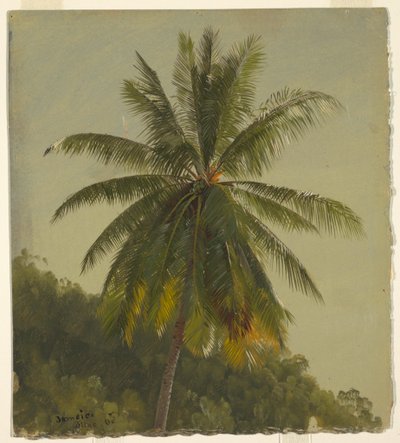 Palm Trees, West Indies, June 1865 by Frederic Edwin Church