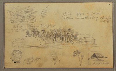 Sketches, Ecuador or Colombia; Verso: Sketches, Ecuador or Colombia, 1857 by Frederic Edwin Church