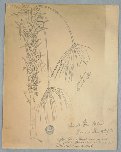 Small Fan Palm, Jamaica, June 14, 1865 by Frederic Edwin Church