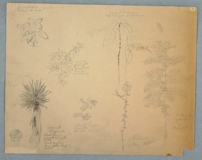 Spanish Bayonet with a Tree and Five other Plant Studies, Jamaica, May 1865 by Frederic Edwin Church
