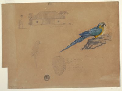 Studies from Guaccamaya, Bogotá, Colombia, June-July 1853 by Frederic Edwin Church