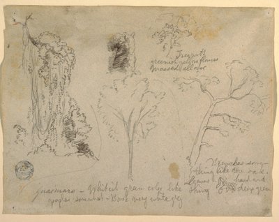 Studies of Trees and Plants seen from the Rio Magdalena, Columbia, 1853 by Frederic Edwin Church