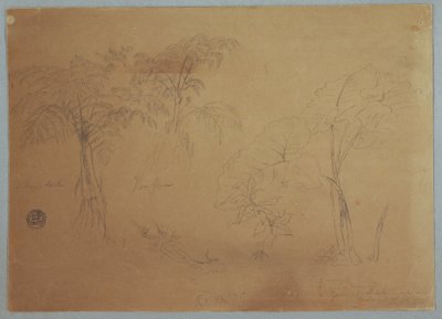Study of Two Trees and Three Plants, near Jorje, Ecuador, July 23, 1857 by Frederic Edwin Church