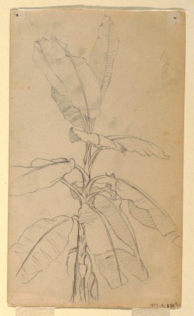 Study of a Long-leaved Plant, May and June 1857 by Frederic Edwin Church