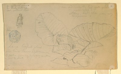 Study of a man; Study of, possibly June 1857 by Frederic Edwin Church