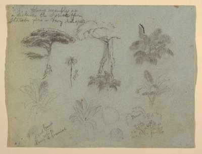 Tree Studies Seen from the Rio Magdalena, Colombia, 1853 by Frederic Edwin Church