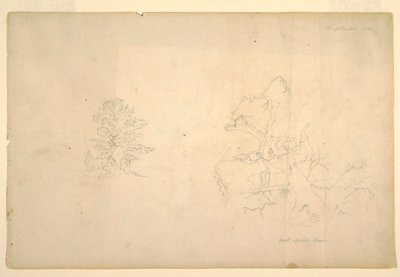 Tree and Dead Tree Trunk, September 1844 by Frederic Edwin Church