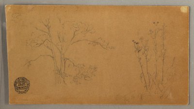 Trees and Plants, Elecampene, September 1856 by Frederic Edwin Church