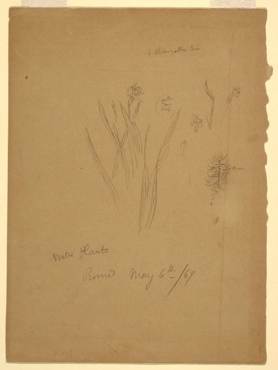 Drawing, Water Plants, Rome Italy by Frederic Edwin Church