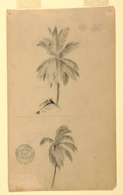 Drawings. Two sketches. Palms. by Frederic Edwin Church