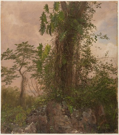 Fig Tree and Wild Philodendron by Frederic Edwin Church