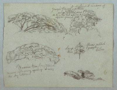 Five Studies of Tree Tops, Rio Magdalena, Colombia by Frederic Edwin Church