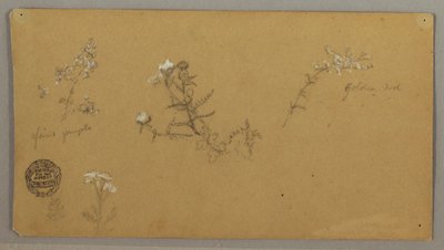 Flowering Plants by Frederic Edwin Church