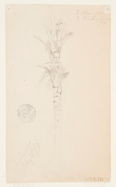 Leaves and Stem of a Palm Tree, Aspinwall, Panama by Frederic Edwin Church
