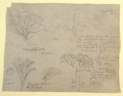 Series of Botanical Studies including an Alligator and a Monstrous Tree, seen from the Rio Magdalena, Colombia by Frederic Edwin Church
