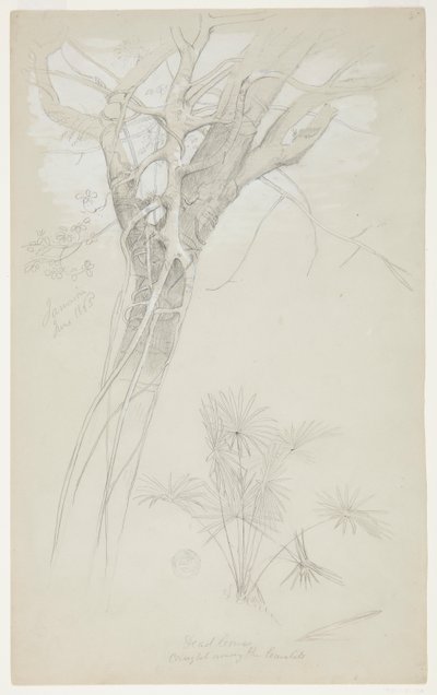 Study of Tree Trunk, Parasite Vine, and Palm Plant, Jamaica by Frederic Edwin Church