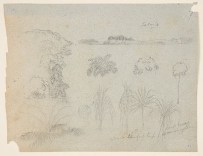 Study with Tree Tops, Trees, Five Designs of Plants, and a Distant Island by Frederic Edwin Church