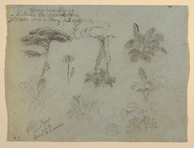 Tree Studies Seen from the Rio Magdalena, Colombia by Frederic Edwin Church