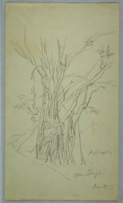 Tree with Many Separated Trunks near Jorje, Ecuador, June 1857 by Frederic Edwin Church