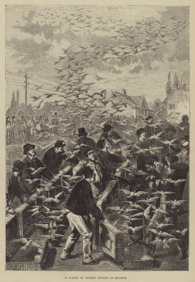 A Flight of Homing Pigeons in Belgium by Frederic Theodore Lix