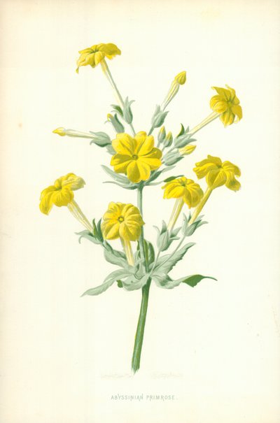 Abyssinian Primrose by Frederick Edward Hulme