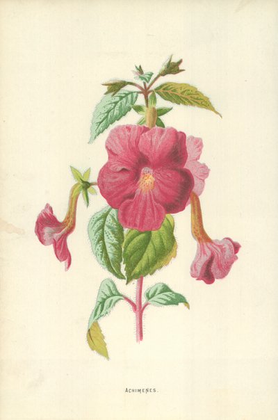 Achimenes by Frederick Edward Hulme