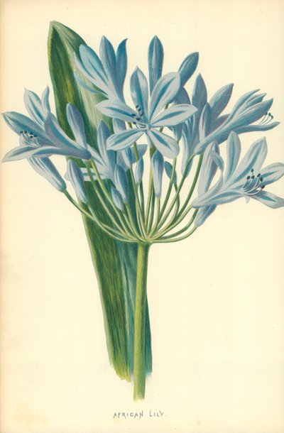 African Lily by Frederick Edward Hulme