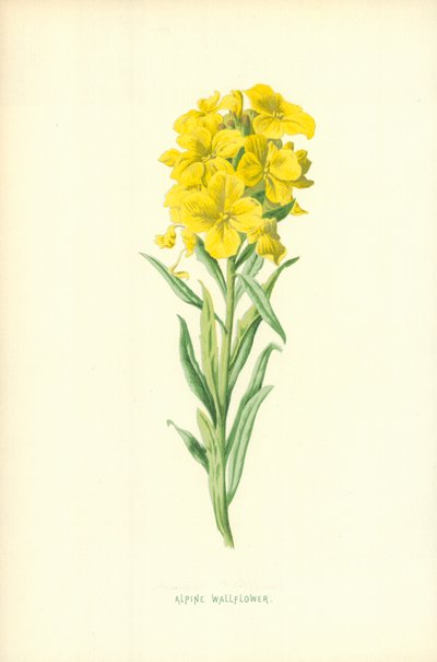 Alpine Wallflower by Frederick Edward Hulme