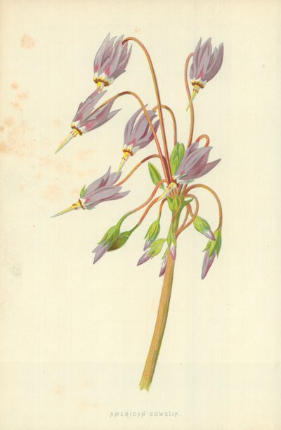 American Cowslip by Frederick Edward Hulme