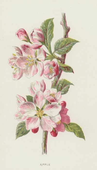 Apple by Frederick Edward Hulme