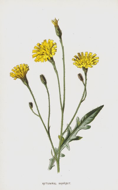 Autumnal Hawkbit by Frederick Edward Hulme
