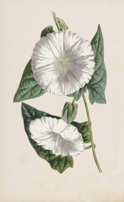 Bindweed by Frederick Edward Hulme