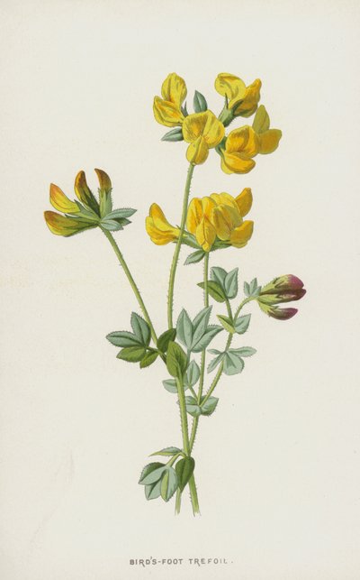 Birds-Foot Trefoil by Frederick Edward Hulme