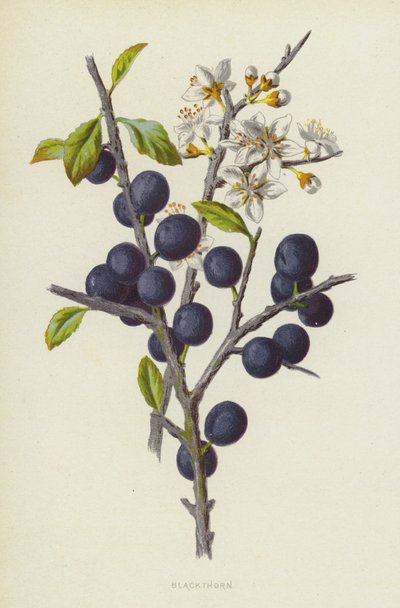 Blackthorn by Frederick Edward Hulme