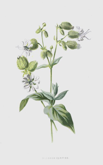 Bladder-Campion by Frederick Edward Hulme