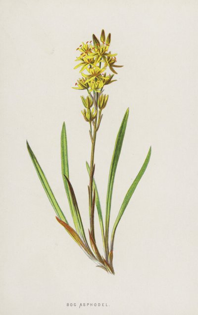 Bog Asphodel by Frederick Edward Hulme