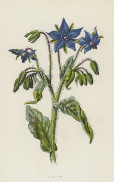 Borage by Frederick Edward Hulme