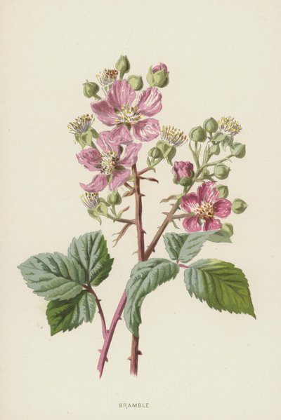 Bramble by Frederick Edward Hulme