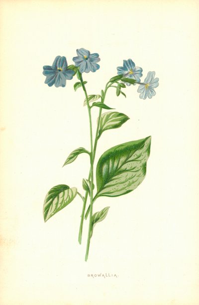 Browallia by Frederick Edward Hulme