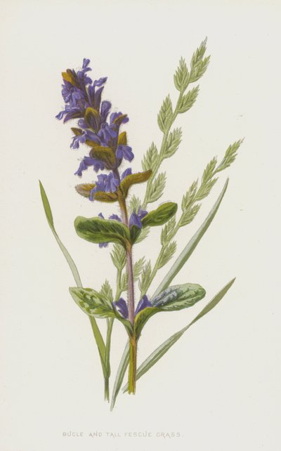 Bugle and Tall Fescue Grass by Frederick Edward Hulme