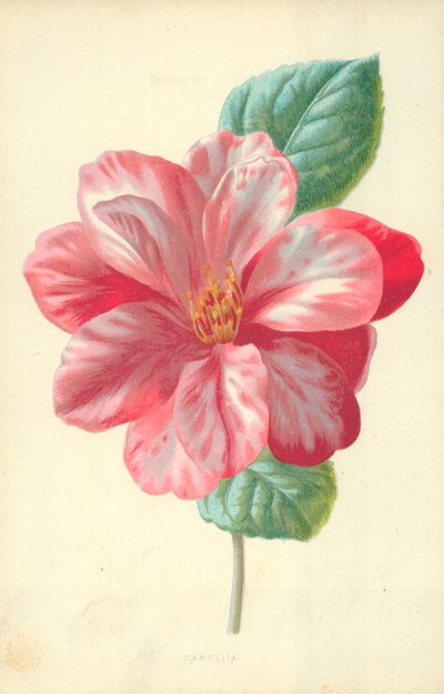 Camellia by Frederick Edward Hulme