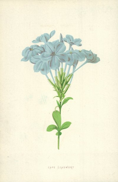 Cape Leadwort by Frederick Edward Hulme