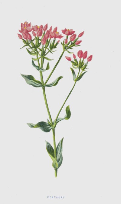 Centaury by Frederick Edward Hulme