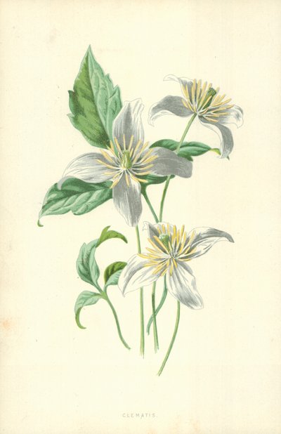 Clematis by Frederick Edward Hulme