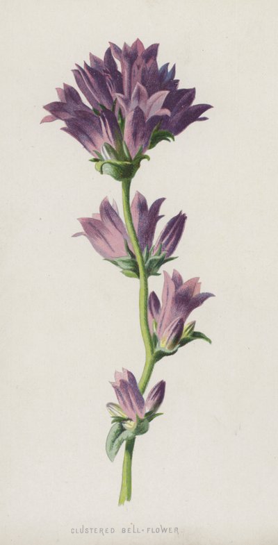 Clustered Bell-Flower by Frederick Edward Hulme
