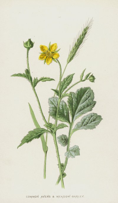 Common Avens and Meadow-Barley by Frederick Edward Hulme