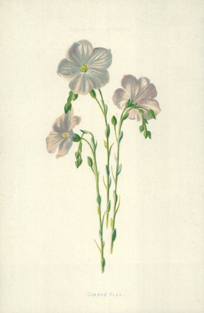 Common Flax by Frederick Edward Hulme