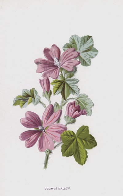 Common Mallow by Frederick Edward Hulme