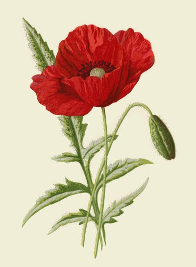 20 Captivating Facts About Oriental Poppy 