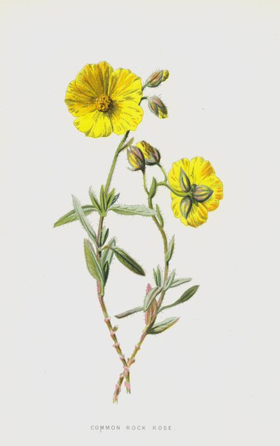 Common Rock Rose by Frederick Edward Hulme